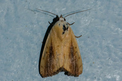 Xanthodes intersepta