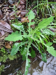 Crepidiastrum denticulatum