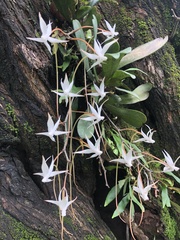 Aerangis