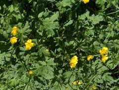 Ranunculus repens