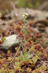 Draba lanceolata