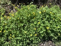Ranunculus repens