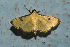 Goniorhynchus