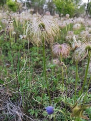 Pulsatilla dahurica
