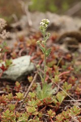 Draba lanceolata