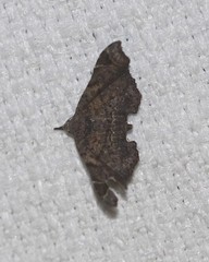 Esthlodora variabilis