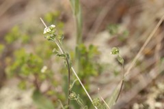 Draba lanceolata