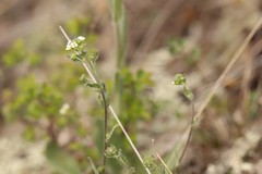 Draba lanceolata