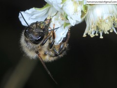 Osmia excavata