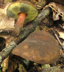Boletellus chrysenteroides image