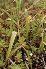 Tulipa altaica