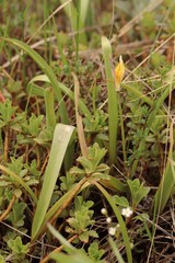 Tulipa altaica