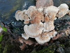 Trametes ochracea