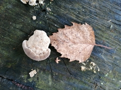 Trametes ochracea