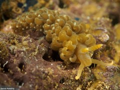 Spurilla neapolitana