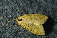 Paratalanta pandalis