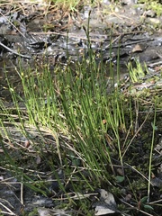 Eleocharis quinqueflora