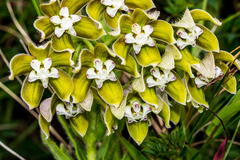 Asclepias cultriformis