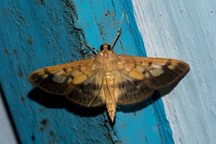 Syllepte sellalis