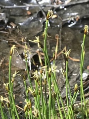 Eleocharis quinqueflora
