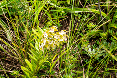 Asclepias cultriformis