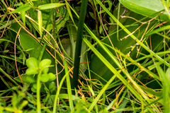 Chlorophytum bowkeri