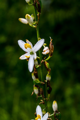 Chlorophytum bowkeri