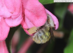 Bombus picipes