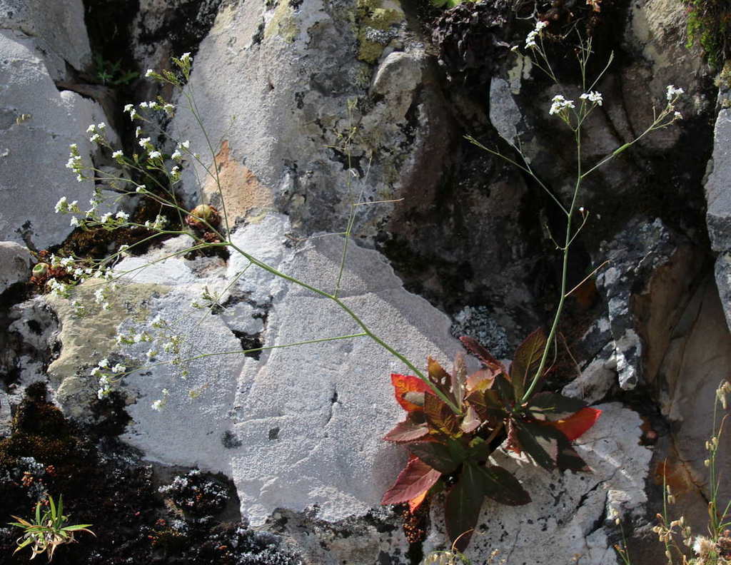 Crambe gomeraea