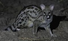 Genetta maculata