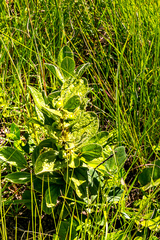 Eriosemopsis subanisophylla