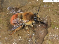 Anthophora plagiata