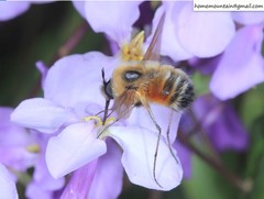 Bombylius erythropleurus
