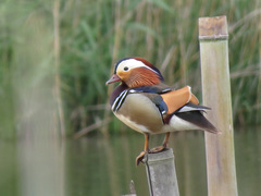 Aix galericulata