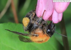 Bombus longipes