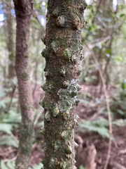 Zanthoxylum brachyacanthum