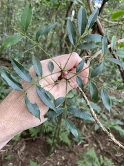 Zanthoxylum brachyacanthum