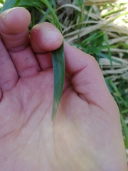 Poa chaixii
