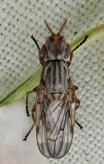 Dorycera graminum