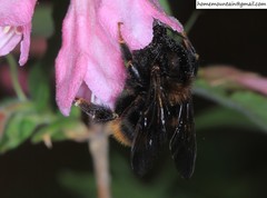 Bombus koreanus