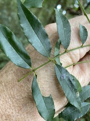 Zanthoxylum brachyacanthum