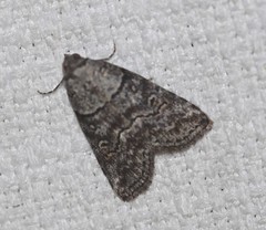 Calathusa hypotherma