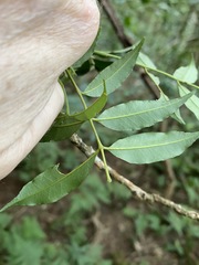 Zanthoxylum brachyacanthum