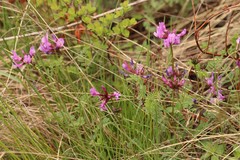 Astragalus ceratoides