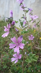 Malva sylvestris