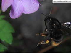 Bombus koreanus