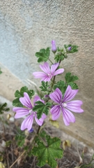 Malva sylvestris