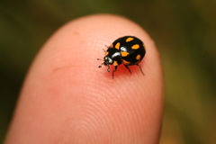 Coccinella leonina
