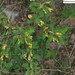 Caragana pekinensis - Photo (c) Homemountain/Shan Gui, some rights reserved (CC BY-NC), uploaded by Homemountain/Shan Gui