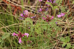 Astragalus ceratoides